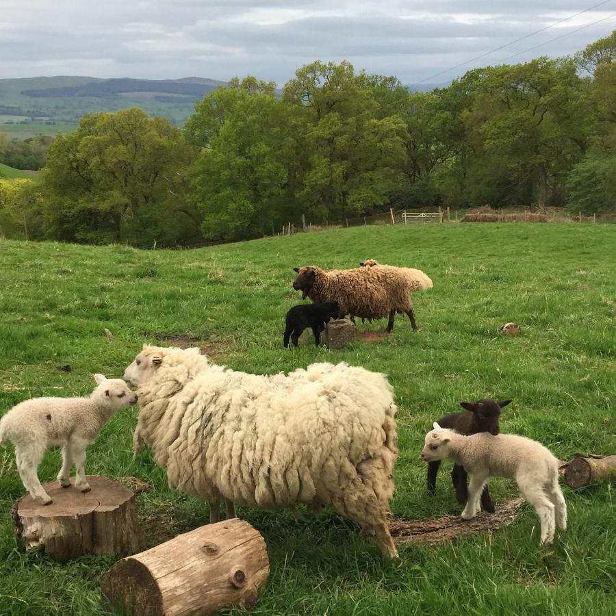 Willow Cottage, Gilchristland Organic Farm Closeburn Extérieur photo